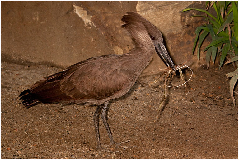 Hamerkop With Nest Building Material No 1 PRES s
